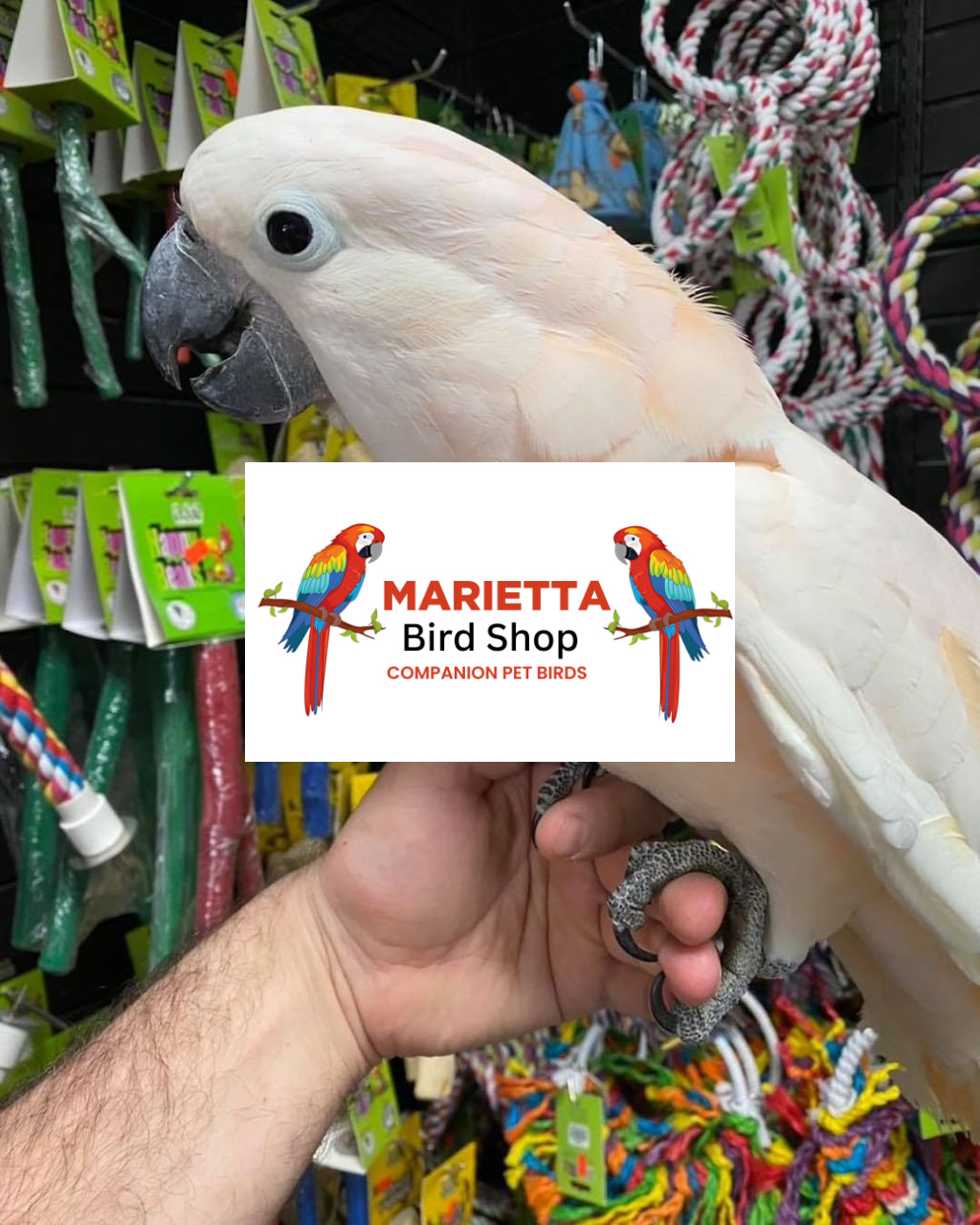 MOLUCCAN COCKATOO